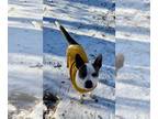 Rat Terrier Mix DOG FOR ADOPTION RGADN-1243565 - Zelda - Rat Terrier / Mixed