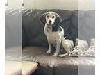 Beagle DOG FOR ADOPTION RGADN-1243568 - Blue Falcon - Beagle Dog For Adoption