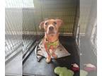 Dachshund-Labrador Retriever Mix DOG FOR ADOPTION RGADN-1243576 - Francis -