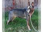 German Shepherd Dog Mix DOG FOR ADOPTION RGADN-1243586 - Ruby - German Shepherd