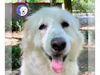 Great Pyrenees DOG FOR ADOPTION RGADN-1243595 - Bree - Great Pyrenees (long