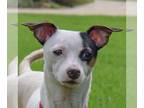 Dachshund-Jack Russell Terrier Mix DOG FOR ADOPTION RGADN-1243597 - Paulie -