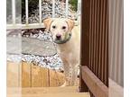Labrador Retriever Mix DOG FOR ADOPTION RGADN-1243598 - Toby - Timid but Sweet!