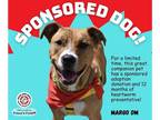 Boxer Mix DOG FOR ADOPTION RGADN-1243601 - Margo DM *LOCAL* MEET ME!