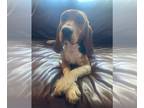 Beagle DOG FOR ADOPTION RGADN-1243610 - Gretel II - Beagle Dog For Adoption