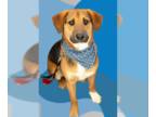 Labrador Retriever Mix DOG FOR ADOPTION RGADN-1243611 - Cooper (FKA Mayor