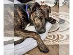 Beagle-Plott Hound Mix DOG FOR ADOPTION RGADN-1243643 - Morris - Plott Hound /