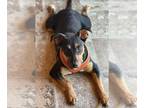 German Pinscher Mix DOG FOR ADOPTION RGADN-1243645 - Snoopy - Peanuts Litter -