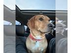 Basset Hound Mix DOG FOR ADOPTION RGADN-1243646 - Todd - Basset Hound / Mixed