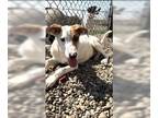 Pointer Mix DOG FOR ADOPTION RGADN-1243657 - Sam - Pointer / Mixed (short coat)