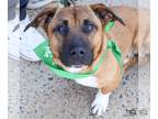 Basset Hound Mix DOG FOR ADOPTION RGADN-1243658 - Gizmo - Basset Hound / Terrier