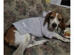 Beagle DOG FOR ADOPTION RGADN-1243659 - Wayne - Beagle (short coat) Dog For