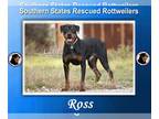 Rottweiler DOG FOR ADOPTION RGADN-1243661 - Ross - Rottweiler Dog For Adoption