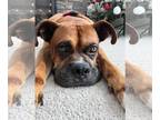 Boxer DOG FOR ADOPTION RGADN-1243673 - Dallas - Boxer (short coat) Dog For