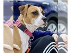 Boxer Mix DOG FOR ADOPTION RGADN-1243680 - Genevieve - Boxer / Mixed Dog For