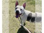 Bull Terrier Mix DOG FOR ADOPTION RGADN-1243693 - INDIGO - Bull Terrier /