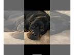 Rottweiler DOG FOR ADOPTION RGADN-1243697 - Nitro/Referral - Rottweiler (medium
