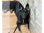 German Shepherd Dog DOG FOR ADOPTION RGADN-1243704 - Mattis - German Shepherd