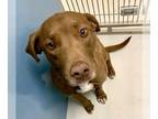 Labrador Retriever Mix DOG FOR ADOPTION RGADN-1243708 - Autumn Amber 58070 -