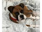 Boxer DOG FOR ADOPTION RGADN-1243718 - Tula - Boxer (short coat) Dog For