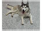 Mix DOG FOR ADOPTION RGADN-1243721 - Ruby Dee - Husky (medium coat) Dog For