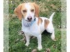 Beagle DOG FOR ADOPTION RGADN-1243722 - Cap'n Crunch - Beagle (short coat) Dog