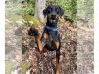 Doberman Pinscher DOG FOR ADOPTION RGADN-1243730 - Diesel the Doberman Louisiana