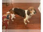 Beagle Mix DOG FOR ADOPTION RGADN-1243734 - Cindy Lou Who - Beagle / Hound /