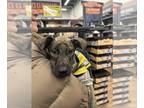 Dutch Shepherd Mix DOG FOR ADOPTION RGADN-1243738 - Peanut - Dutch Shepherd /