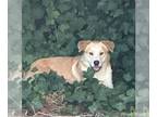 Huskies -Labrador Retriever Mix DOG FOR ADOPTION RGADN-1243744 - LOVIE -