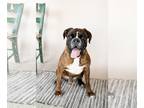 Boxer DOG FOR ADOPTION RGADN-1243746 - Gunther - Boxer (short coat) Dog For