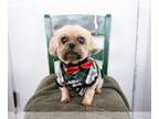 Shinese DOG FOR ADOPTION RGADN-1243751 - Charleston - Shih Tzu / Pekingese /