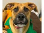 Black Mouth Cur-Mastiff Mix DOG FOR ADOPTION RGADN-1243752 - Ashley - Black