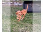 Golden Retriever DOG FOR ADOPTION RGADN-1243757 - Brunita 1241 - Golden
