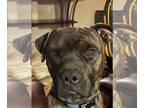 Boxer-Mastiff Mix DOG FOR ADOPTION RGADN-1243759 - CHANCE - Boxer / Mastiff /