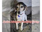 Beagle DOG FOR ADOPTION RGADN-1243766 - Poppy II - Beagle Dog For Adoption