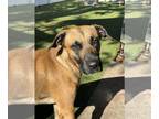 Black Mouth Cur Mix DOG FOR ADOPTION RGADN-1243777 - Hugo Boss - Black Mouth Cur