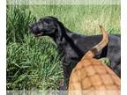 Boxador DOG FOR ADOPTION RGADN-1243782 - Aster - Labrador Retriever / Boxer /