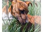 Boxador DOG FOR ADOPTION RGADN-1243783 - Larkspur - Labrador Retriever / Boxer /