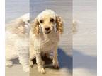 Poodle (Miniature) DOG FOR ADOPTION RGADN-1243787 - Lamby - Poodle (Miniature)