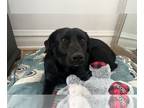 Labrador Retriever Mix DOG FOR ADOPTION RGADN-1243793 - Michelle - Labrador