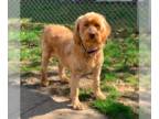 Poodle (Standard) DOG FOR ADOPTION RGADN-1243794 - Goldilock - Poodle (Standard)