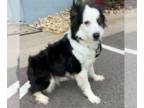 Australian Shepherd DOG FOR ADOPTION RGADN-1243795 - Riata - Australian Shepherd