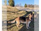 German Shepherd Dog DOG FOR ADOPTION RGADN-1243796 - Ranger - German Shepherd