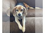 Beagle DOG FOR ADOPTION RGADN-1243801 - Raylee - Beagle Dog For Adoption