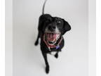 Labradinger DOG FOR ADOPTION RGADN-1243812 - Karlach - Labrador Retriever /