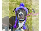 American Pit Bull Terrier Mix DOG FOR ADOPTION RGADN-1243815 - Winifred - Pit