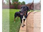 Labrador Retriever Mix DOG FOR ADOPTION RGADN-1243817 - Thelma - Labrador