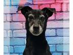 Labrador Retriever-Rat Terrier Mix DOG FOR ADOPTION RGADN-1243820 - 240024