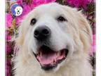 Great Pyrenees DOG FOR ADOPTION RGADN-1243837 - Calypso - Great Pyrenees (long